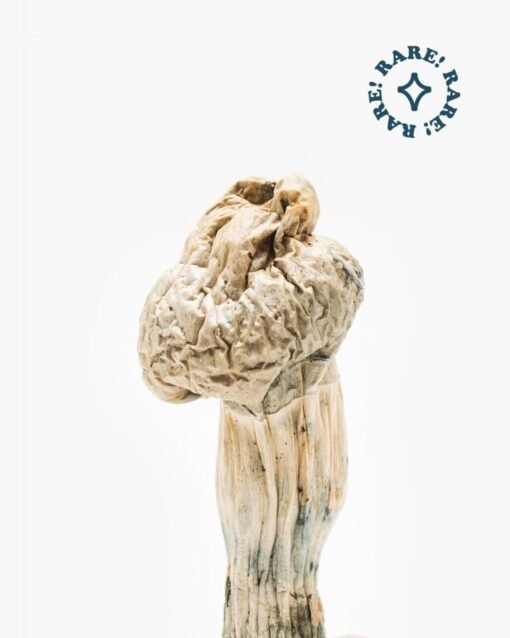 Buy Jedi mind fuck mushrooms