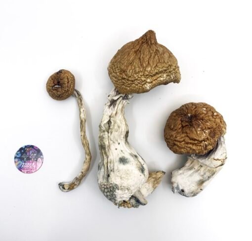 Buy Lizard King Mushrooms